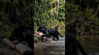 Wild life Amazon Black Jaguar hunts Fish &amp; drags to shore