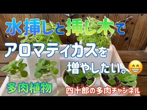 多肉植物 ガーデニング 水挿しと挿し木でアロマティカスを増やしたい Youtube