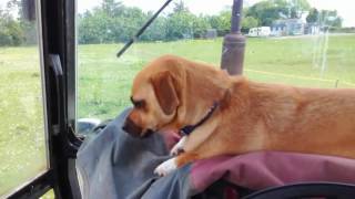 Marley in the tractor