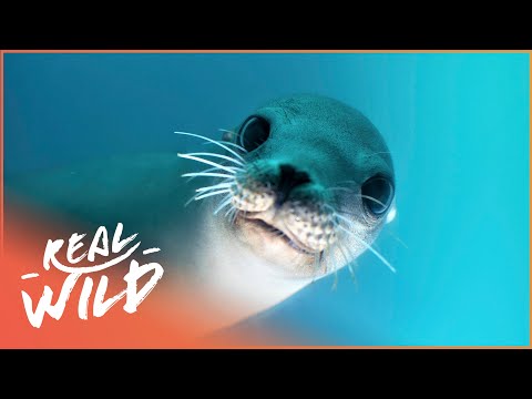 Saving Canada&rsquo;s Stellar Sea Lion From Extinction | The Blue Realm | Real Wild