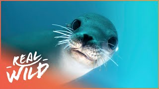 Saving Canada's Stellar Sea Lion From Extinction | The Blue Realm | Real Wild