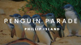 Bucket List- Penguin Parade, Phillip Island , Victoria Australia