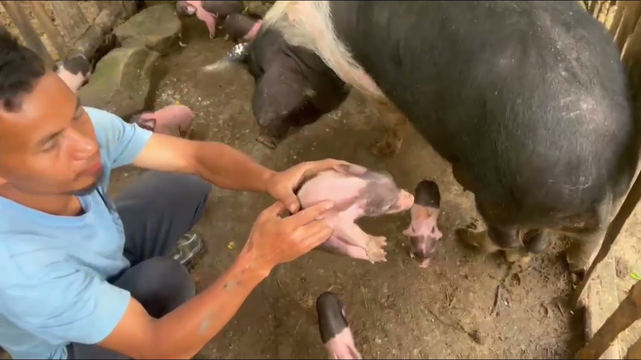 Vohcha an dulou/vohcha nat/boina thu a houlim ute