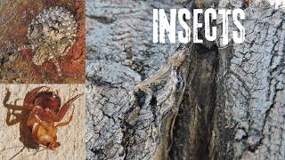 Insects: Rough Stink Bug, American Cockroach and Moth