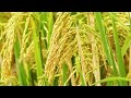 Paddy Rice Field, Paddy Rice Production, How to grow Paddy Rice