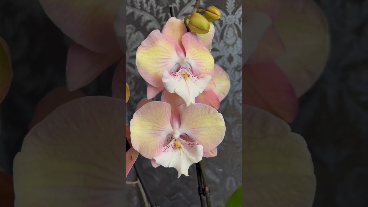 Орхидея фаленопсис Единорог 🦄 - YouTube