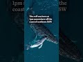Drone footage of humpback birth in NSW shows mum and bub thriving