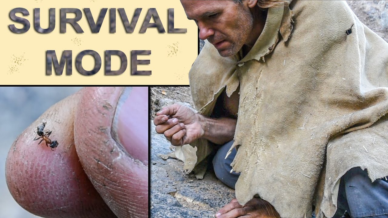 Eating Ants as a Primitive Survival Food Day 3 YouTube