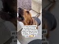 #Doglife #usa #canada #london #uk