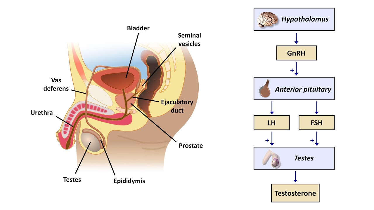 Azoospermia Treatment