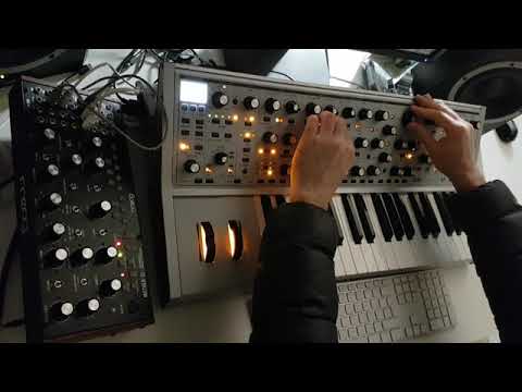 Moog Subsequent 37 CV Fest Edition - Mooger Funker