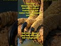 White-Tailed Eagles did something nobody expected