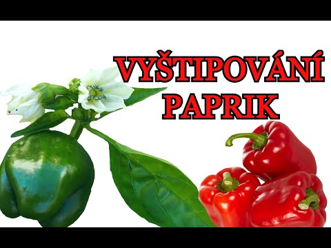 Video: Pěstování papriky – Kde roste paprika a další paprikové koření Info