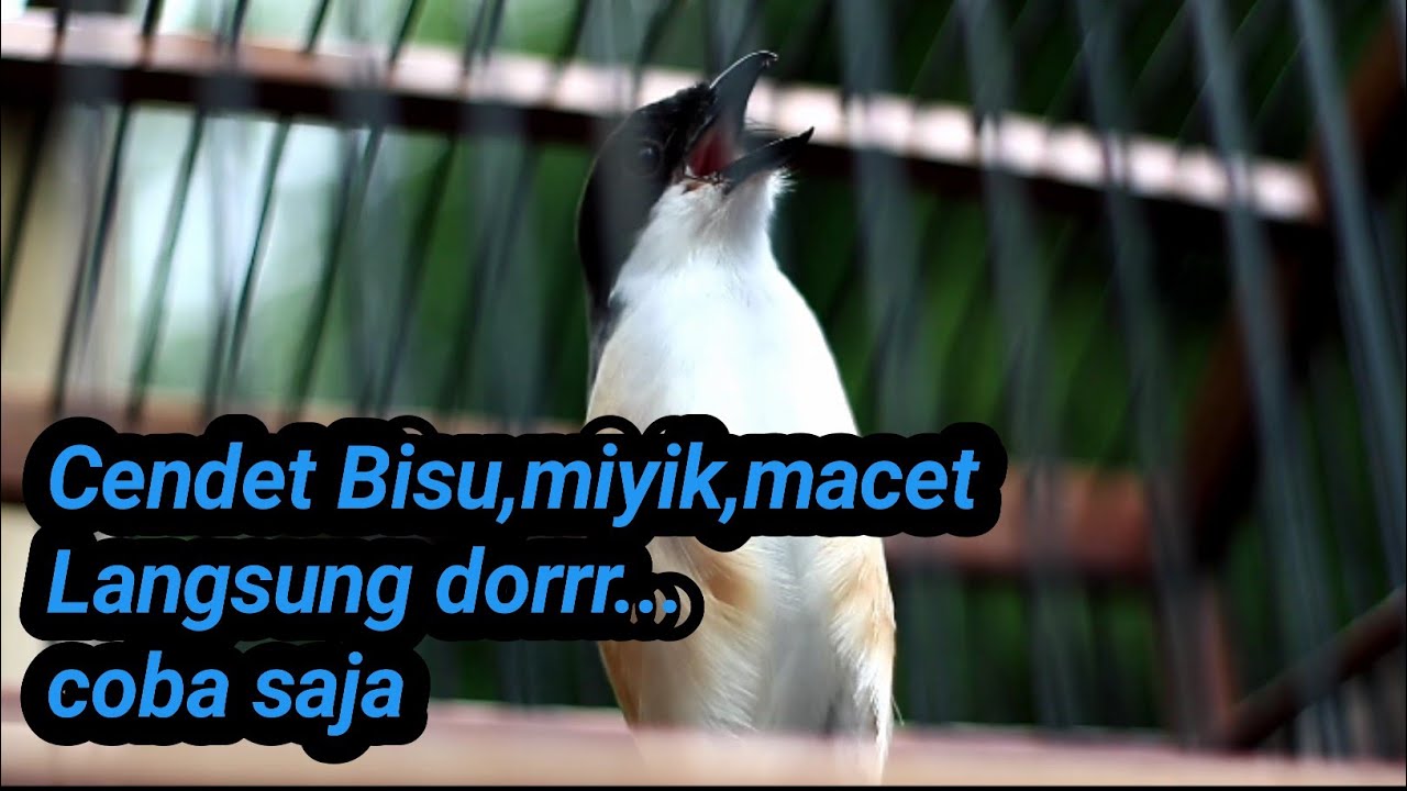 Dijamin Cendet Langsung Gacor Dan Emosi Dengan Suara Cendet Yang Satu Ini Youtube Youtube Suara Terapi