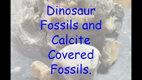 Dinosaur fossils, fossils and calcite covered fossils - 2