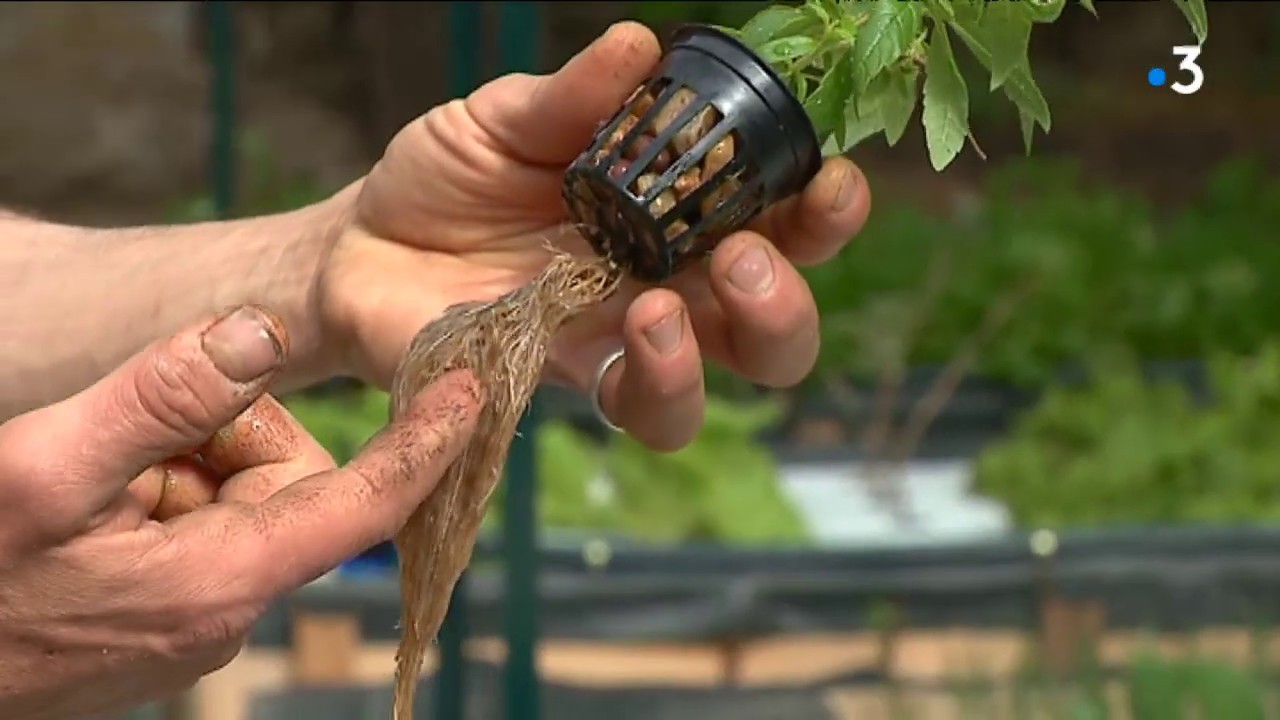 L aquaponie  faire pousser des lgumes grce  des poissons en Creuse