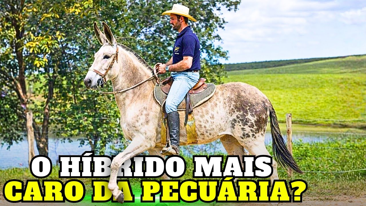 Por Que Essa CRUZA Vale MAIS Que MUITO CAVALO?