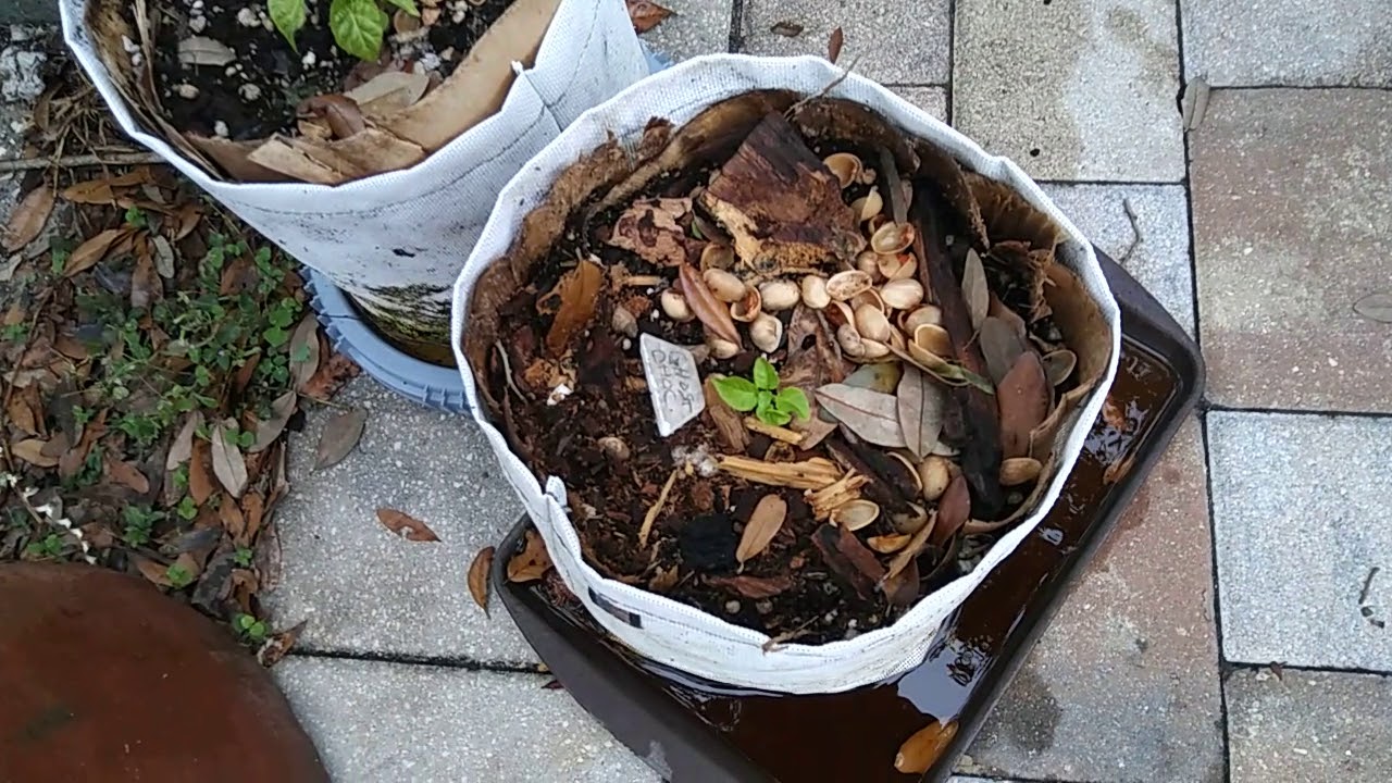 bio charles boyer Worms and the no till forest in a bag concept.