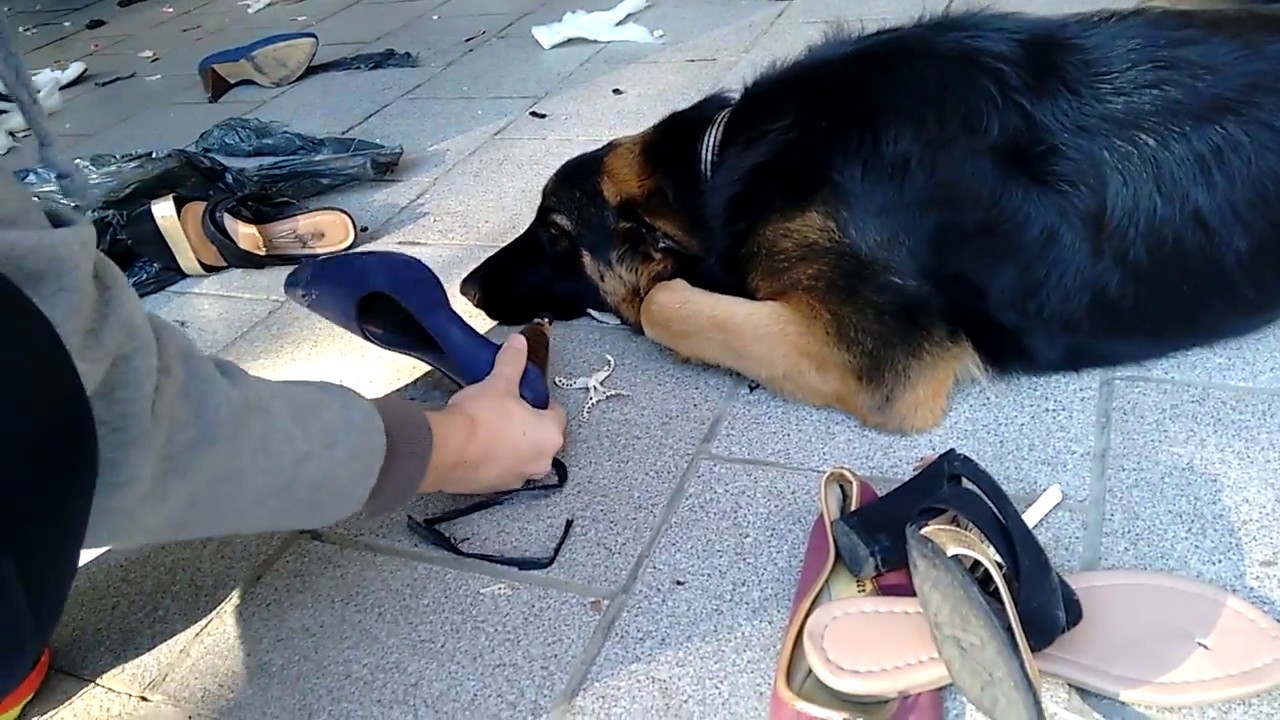 Resultado de imagen para german shepherd destroy shoes