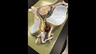 Cervical Spine Anatomy & Some Pathology