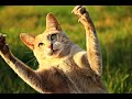 Videos de risa de animales 2018. Videos de gatos y perros, chistosos y divertidos!