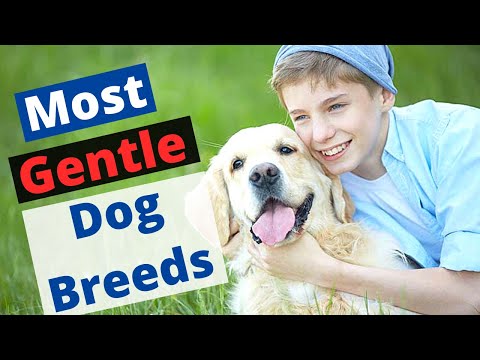 Video: Hva er den mildeste hunden?