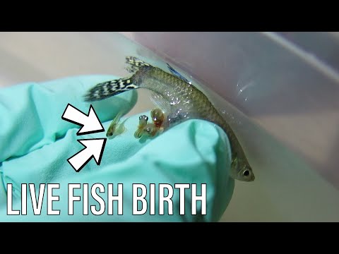 EMERGENCY Guppy Fish Birth | *Live Birth*