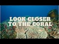 Looking closer - The Coral Reef