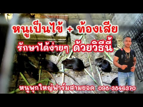 หนูป่วยเป็นไข้หนูไม่สบายท้องเสียรักษาได้ง่ายๆแค่ทำตามนี้