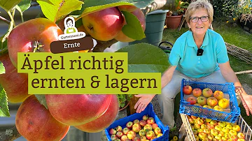 Wie lange kann man Äpfel am Baum hängen lassen?