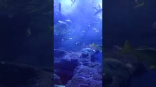 VID 20161208 111227 Guide