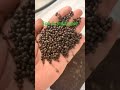 Soil conditioner supplier ‖ Organic FERTILIZER ‖ microbial soil conditioning