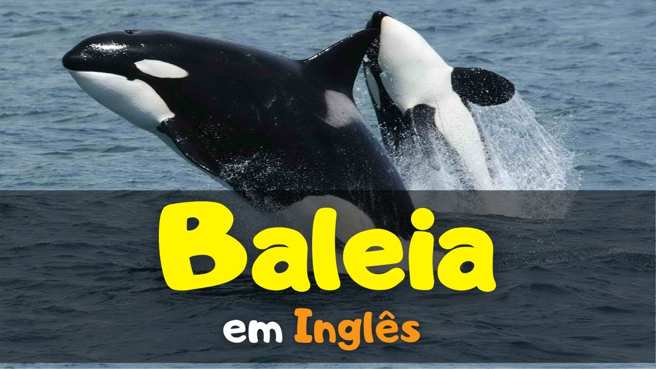 🐳 Como dizer BALEIA em Inglês #whale - YouTube
