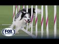 Best of 2022 Masters Agility Championships from Westminster Kennel Club | FOX Sports image