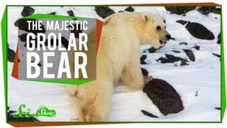 The Majestic Grolar Bear