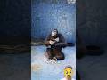 The Chimp Who Mourned a Human Baby 😢🐒