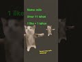 milo sikucing hapihapihapi AAK—