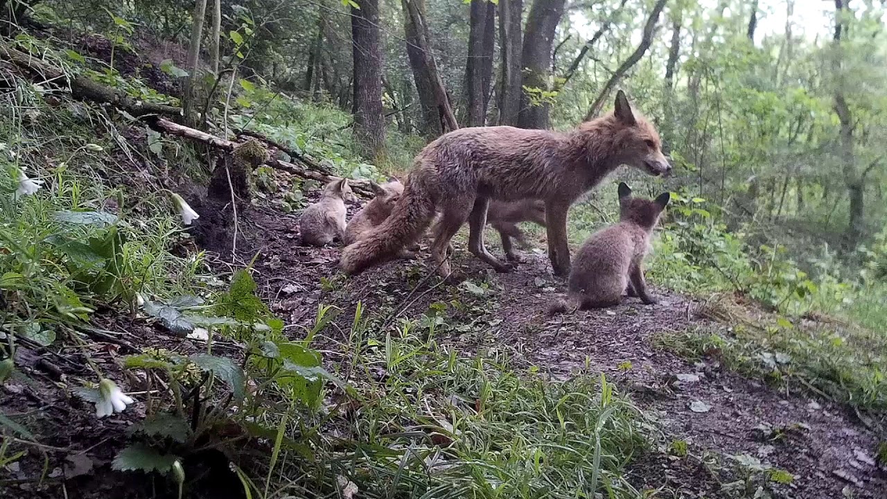 http://spielen.de Red fox rude feeds puppies (10). Rotfuchs Rüde füttert Welpen. Eifel / Germany 28.5.2019
