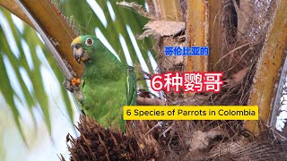 6 Species of Parrots in Colombia 哥伦比亚的6种鹦哥