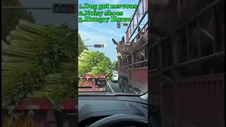 Top 5 Funny Animal moments #animalcomedy #shortvideo #funnyanimals #shorts
