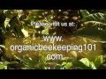 Organic Beekeeping 101