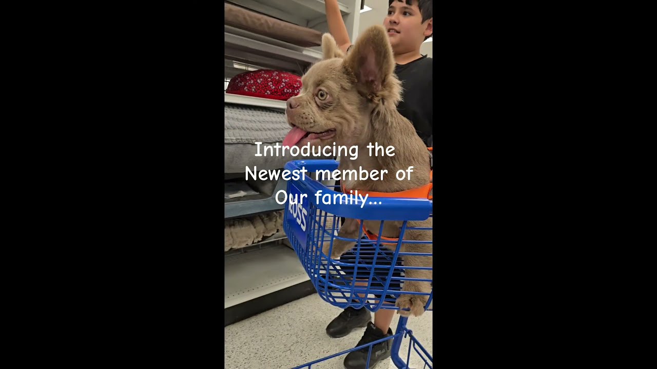  Fluffyfrenchbulldog Puppy Frenchiepuppy Rojofluffyfrenchies Frenchielife Frenchiesociety Dog