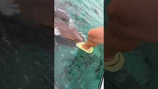 Feeding Sharks with my Foot