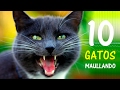 10 Gatos maullando Mucho y Fuerte para Molestar a tu Gato o Perro HD