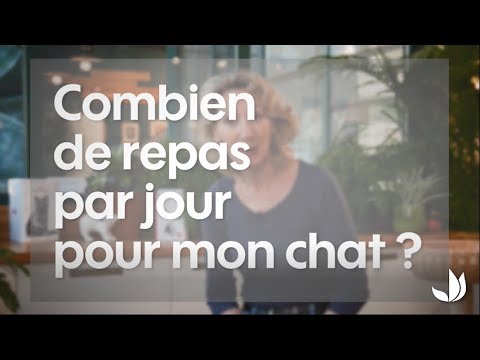 Vidéo: Combien Un Chat Devrait-il Manger?