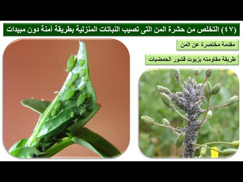 (47) التخلص من حشرة المن التى تصيب النباتات المنزلية بطريقة آمنة دون مبيدات (يفضل البدء من 4:18)