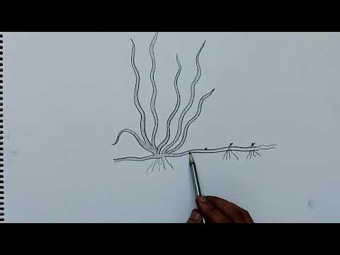 diagram of vallisneria I labelled diagram of vallisneria I how to draw  vallisneria