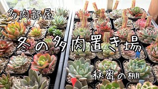 我が家の多肉植物冬の置き場所 Youtube