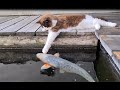 Cute Cat At The Koi Pond (Kissing and Touching Fishies)