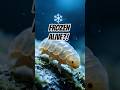 This Animal Can Survive Being Frozen #shorts #facts #animals